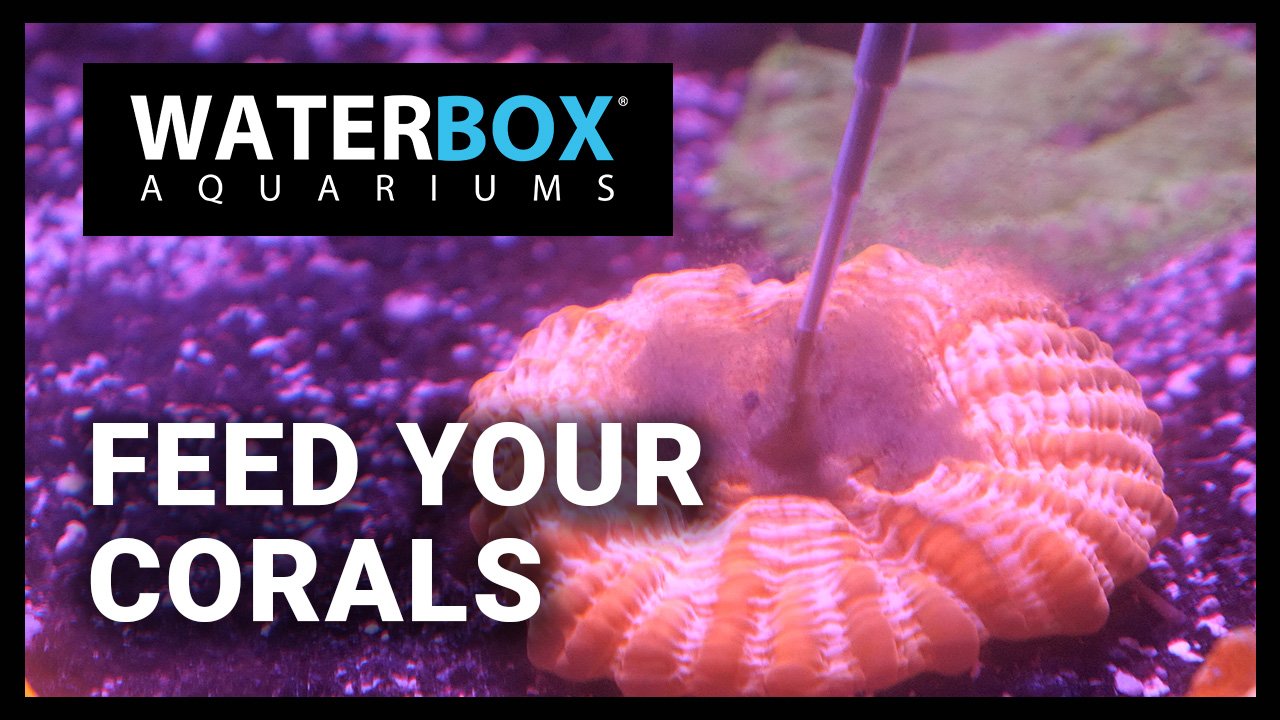 Feed Your Corals