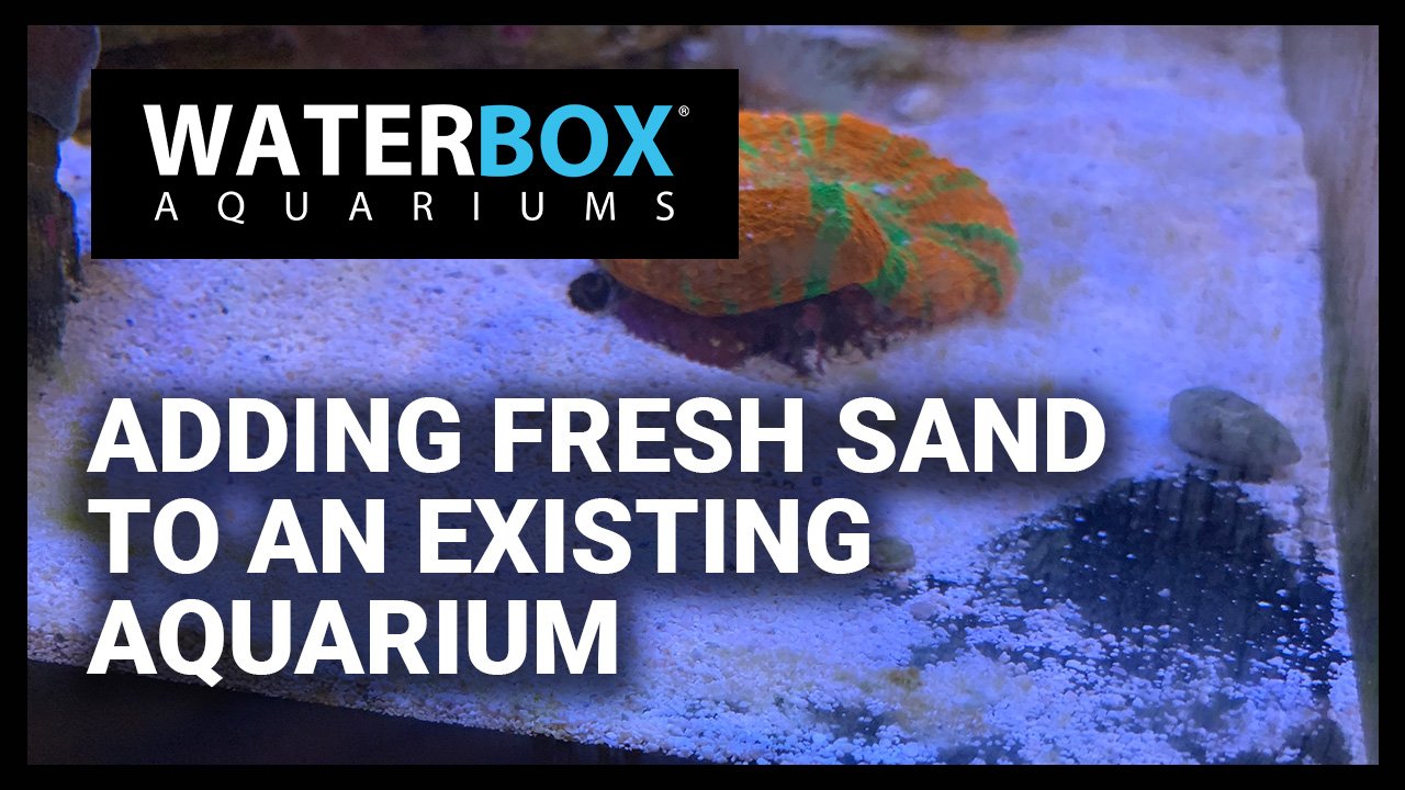 Adding sand to your existing aquarium.