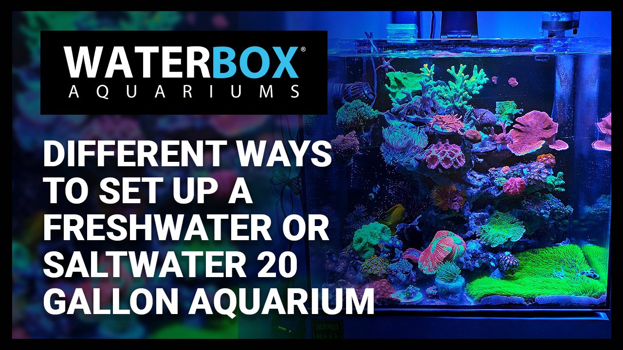 Different ways to set up a Freshwater or Saltwater 20 Gallon Aquarium