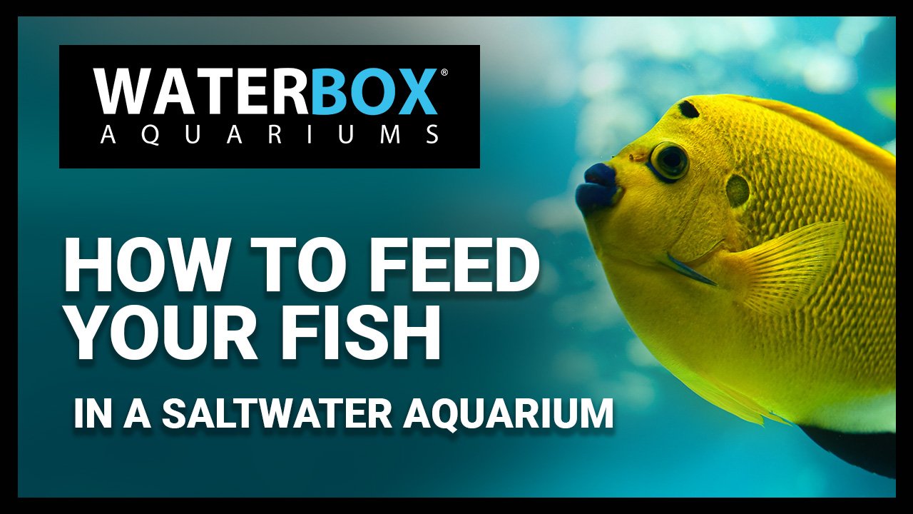 How to feed your fish in a Saltwater Aquarium
